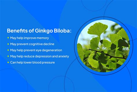 Ginkgo Biloba: Benefits, Side Effects, Dosage, and Interactions.